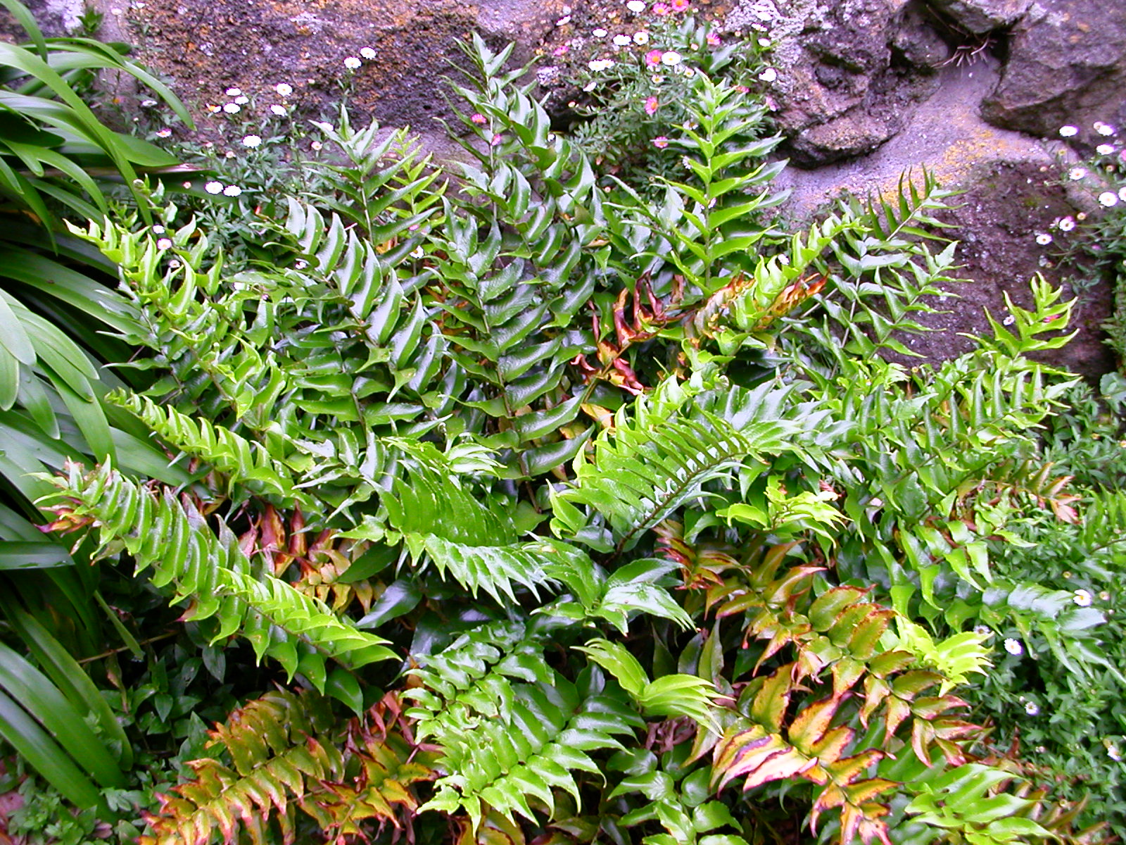Feriga de gradina - Cyrtomium falcatum (japanese holly fern)