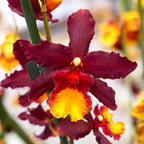 Wilsonara Aloha Sparks 'Ruby Eyes'