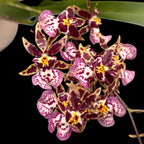 Oncidium (Cyrtocidium) Holm’s Wizard (fleurs parfumées) - exemplaire XL