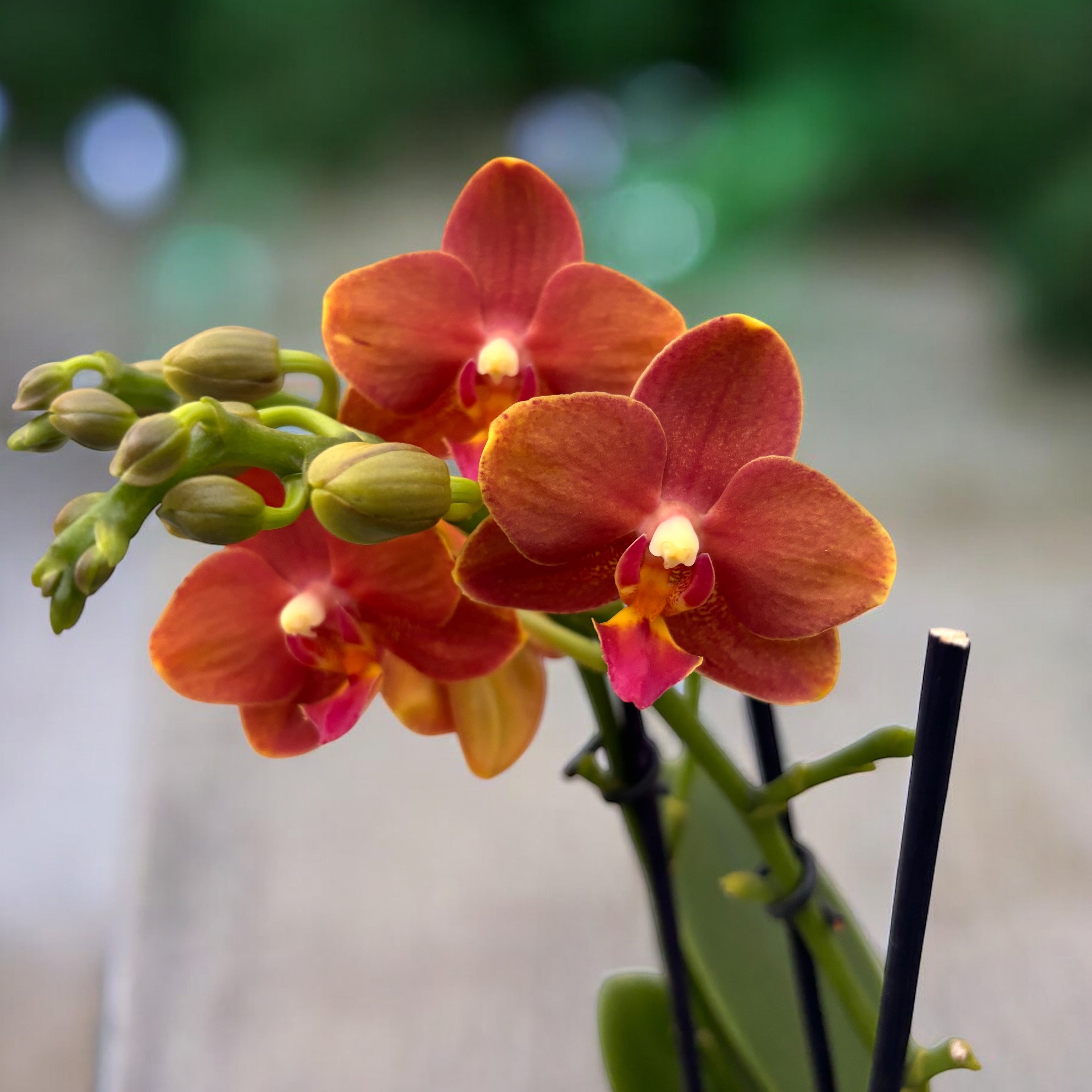 Phalaenopsis Yaphon Parfum Rouge - fleurs intensément parfumées