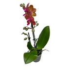 Phalaenopsis Trixion duftend