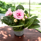 Sinningia Brocade - Gloxinia ‘Sonata Pink’ cu floare dubla