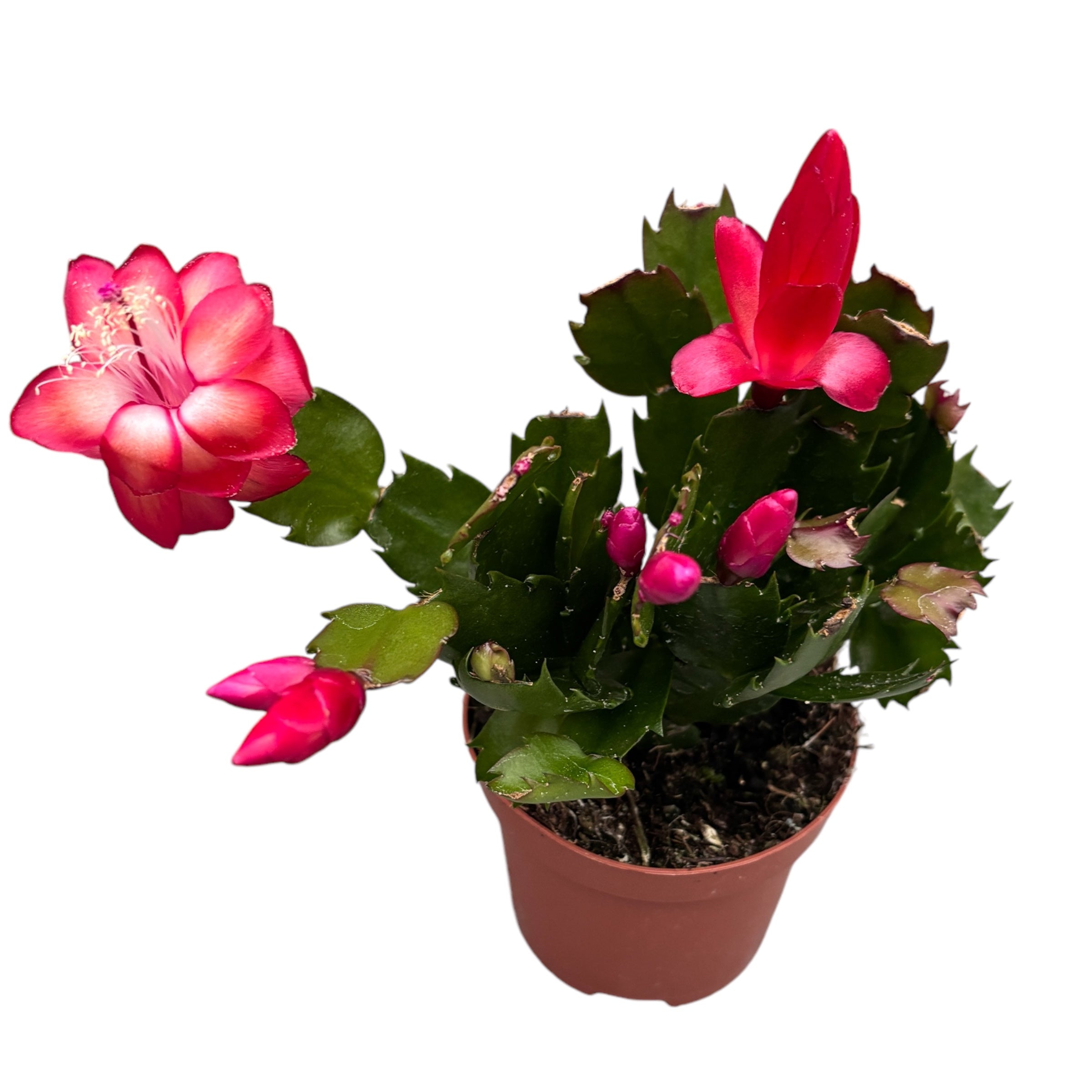 Schlumbergera ‘Red Brazil’ (Craciunita rosie) 2pp