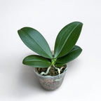 Phalaenopsis Mini Mark (TW)