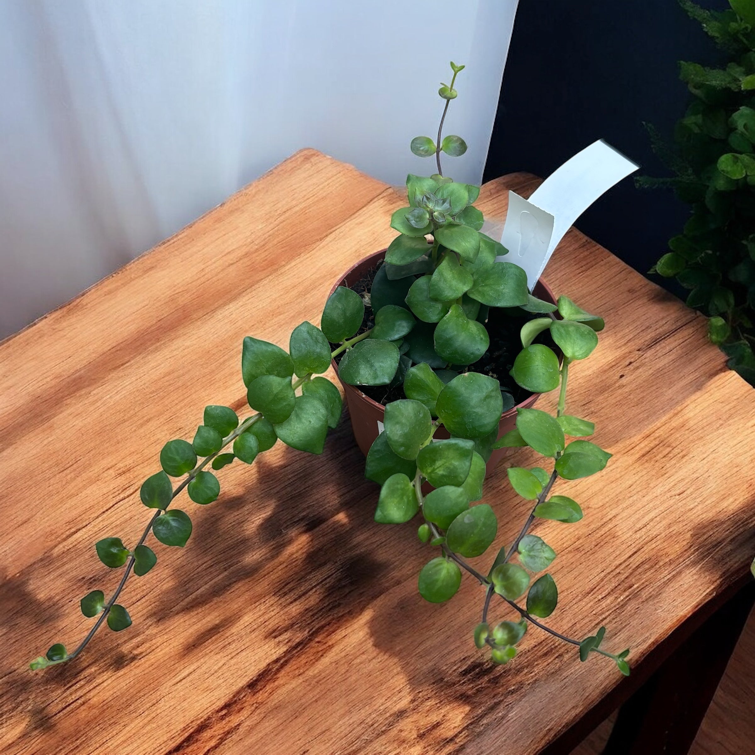 Aeschynanthus 'Pink Polka' (Lipstick plant) 2-3 plante/ghiveci