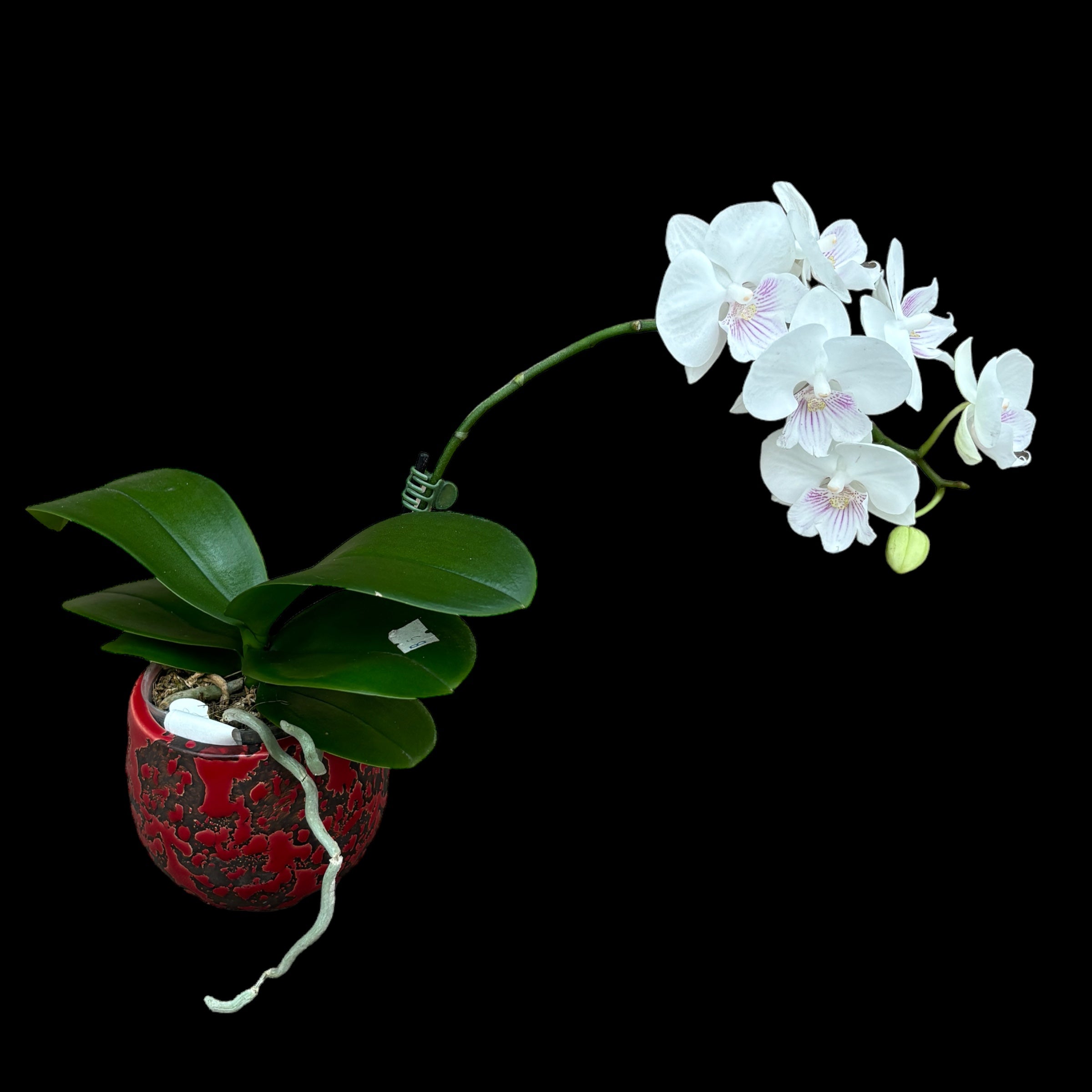 Phalaenopsis SOGO '5545' (Big Lip)