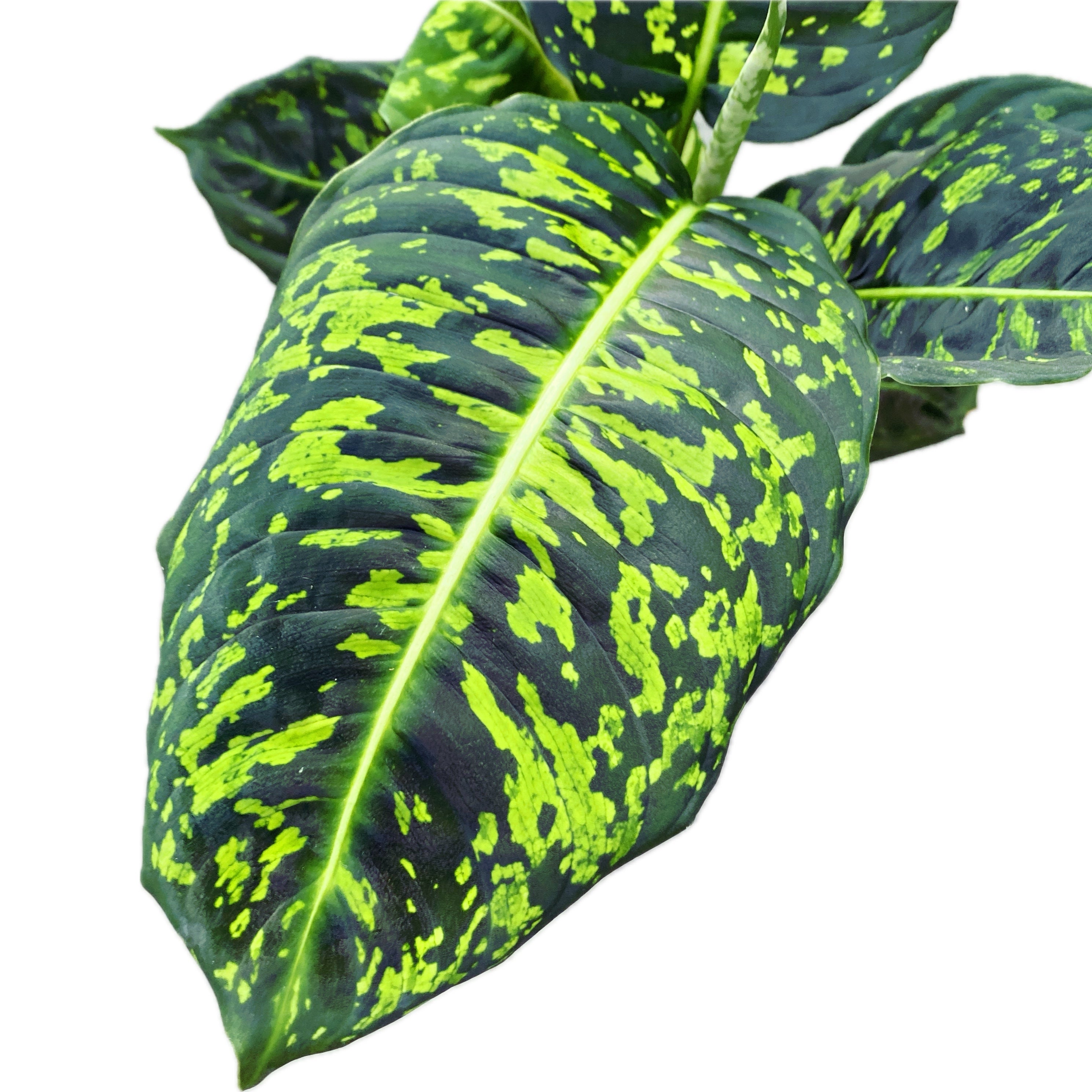 dieffenbachia ingrijire Dieffenbachia Reflector (planta Feng Shui) – Secret Garden Plant Shop