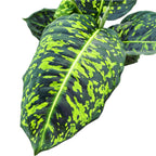 Dieffenbachia Reflector (Feng Shui Pflanze)