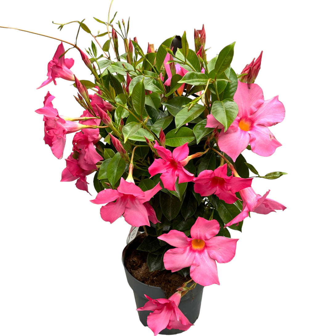 Flora Ria Red Roz Mandevilla Diamantina Opale ‘Fuchsia Flamme’ (Dipladenia roz - Iasomni ...