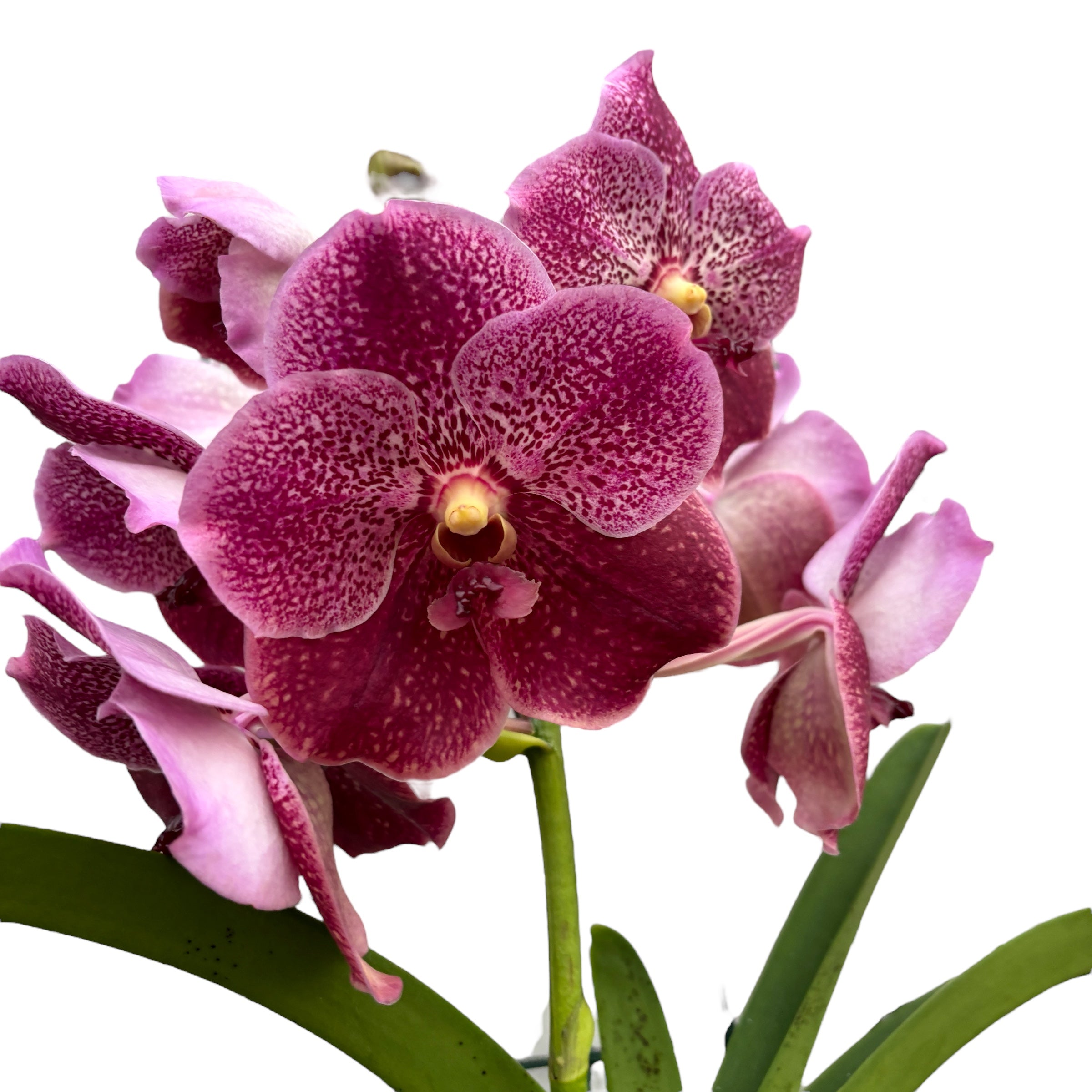 Vanda Chocolate Red (Ansu)