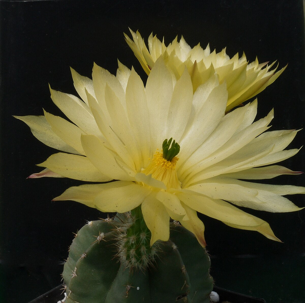 Echinocereus subinermis