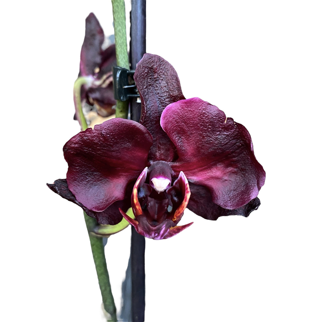 Phalaenopsis Black Jack