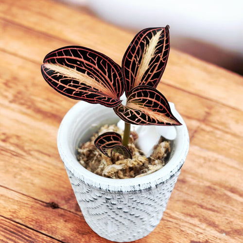 Anoectochilus albolineatus 'Variegata' (Peloric Klejnot Orchidea) – Secret  Garden Plant Shop