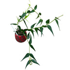 Hoya burmanica (exemplare dezvoltate)