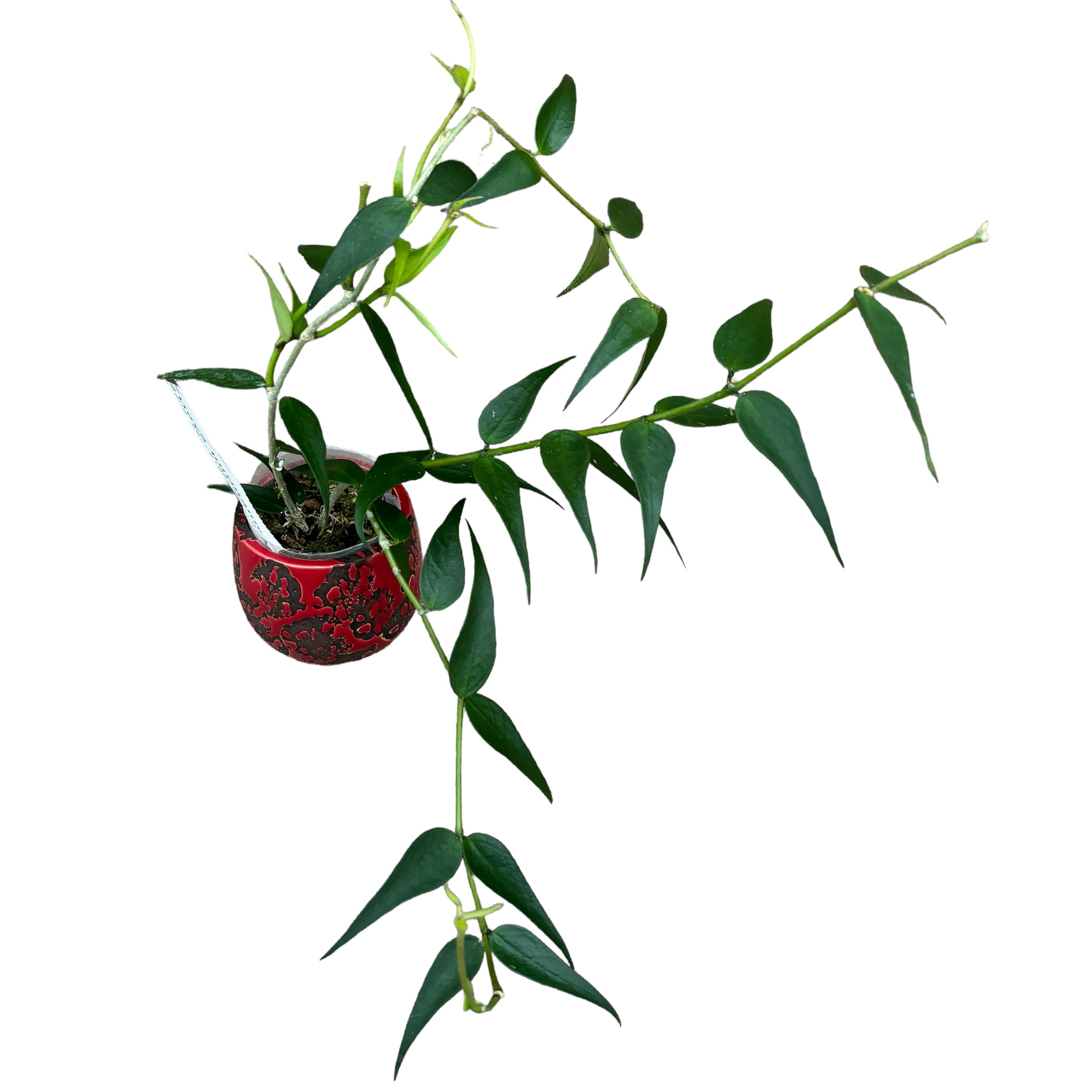 Hoya burmanica (exemplare dezvoltate)