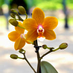 Phalaenopsis DO Citrus - flori intens parfumate