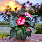 Impatiens New Guinea ‘ColPow Coral Flame’ with vibrant coral flowers and glossy green leaves in a decorative pot.