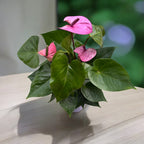 Anthurium ‘Cavalli’ (Floarea Flamingo) - flori mari