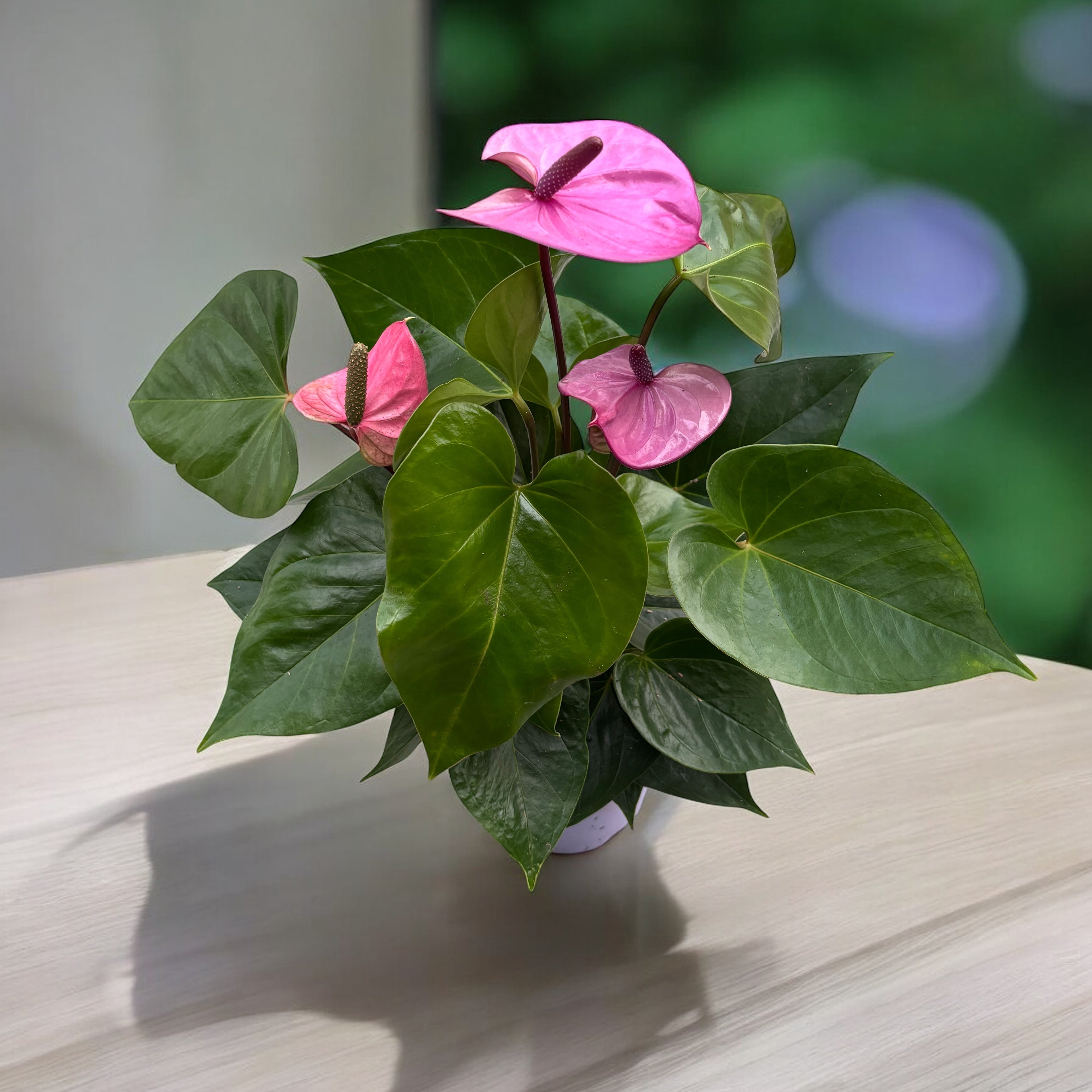 Anthurium ‘Cavalli’ (Floarea Flamingo) - flori mari