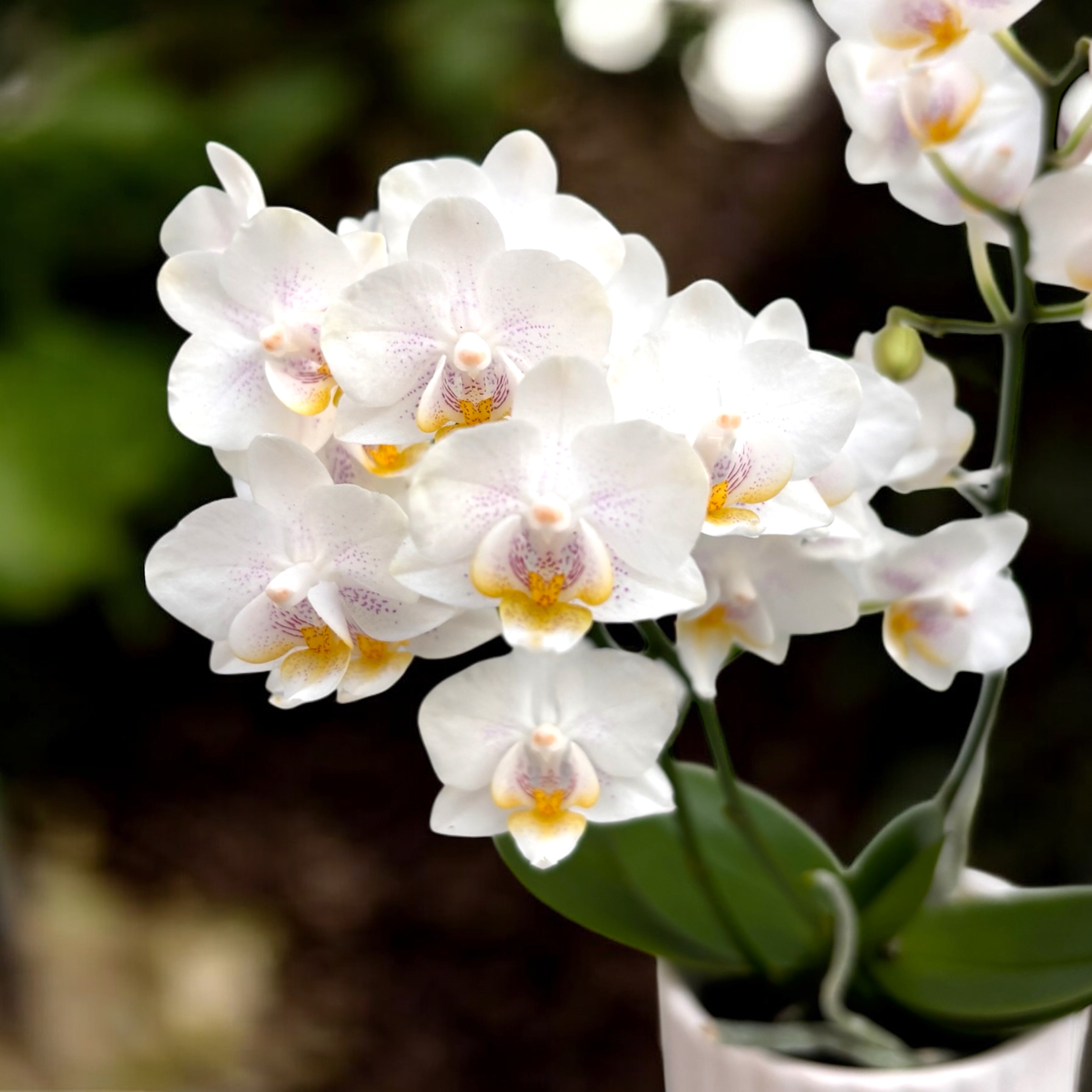 Phalaenopsis NE Cute 'Yayoi' (Wild) D7 – Secret Garden Plant Shop