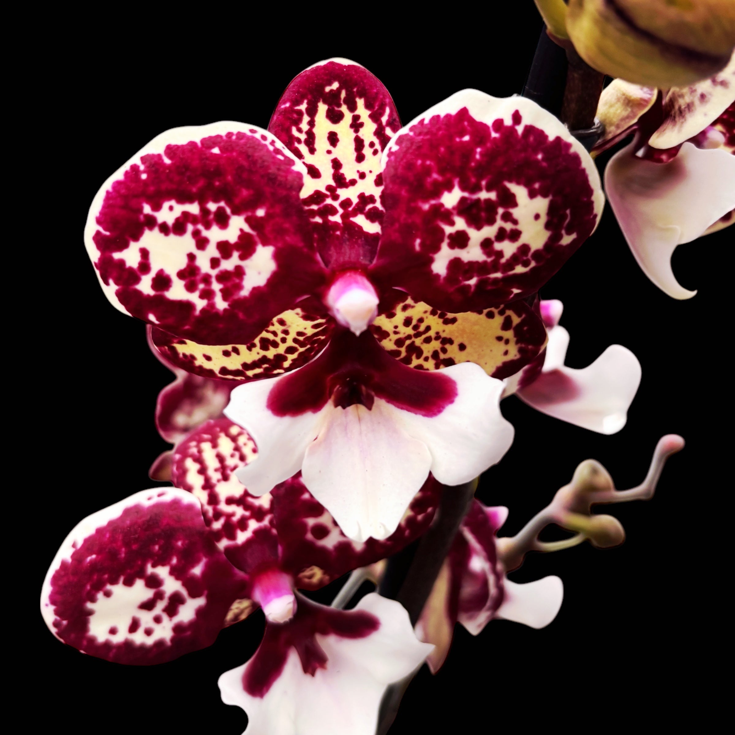Phalaenopsis JC Maidanglu (« Édition Limitée #127 ») grande lèvre