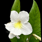 Streptocarpus Francesca bele rože