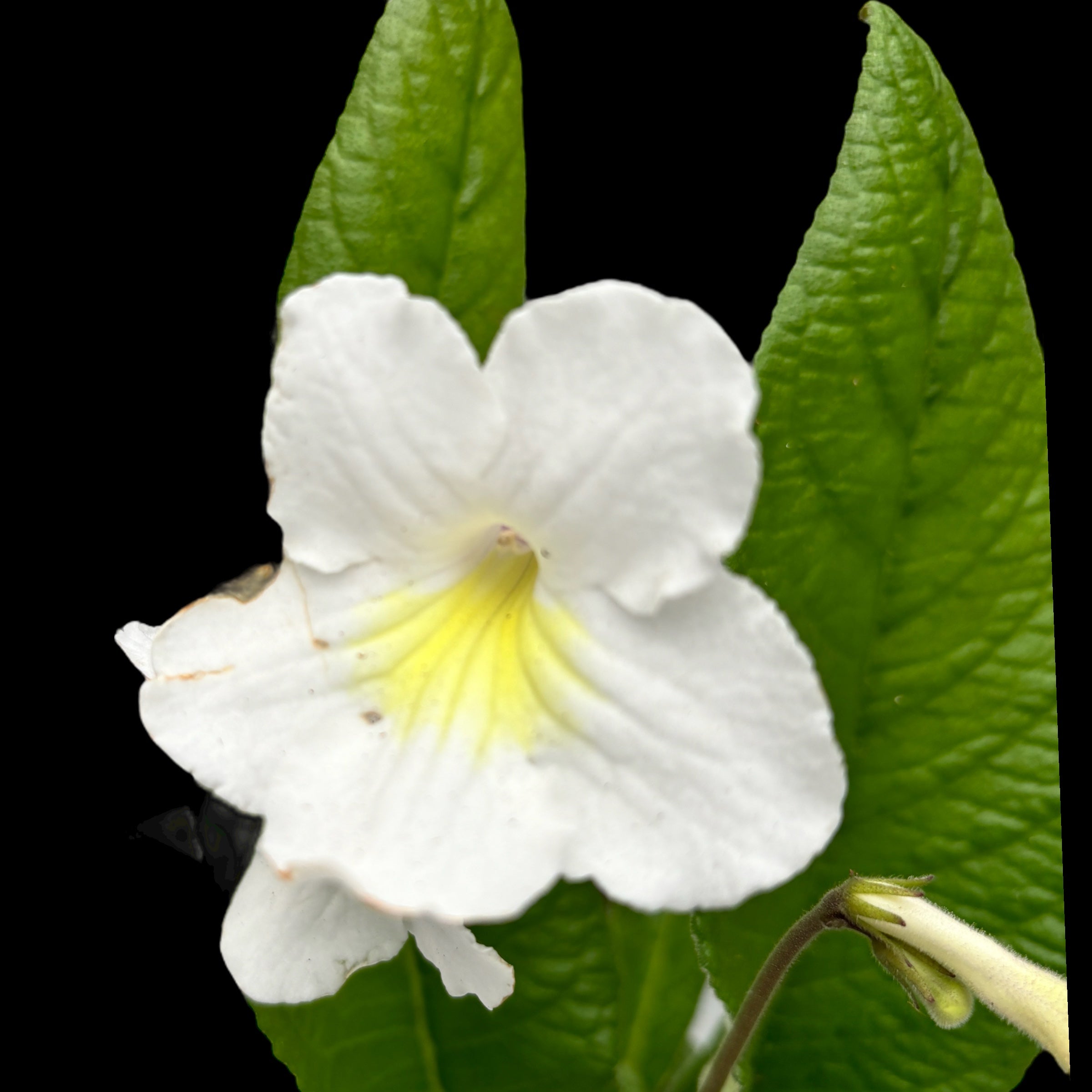 Streptocarpus Francesca flori albe