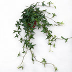 Hedera helix 'Très Coupé' - iedera cu frunze dantelate