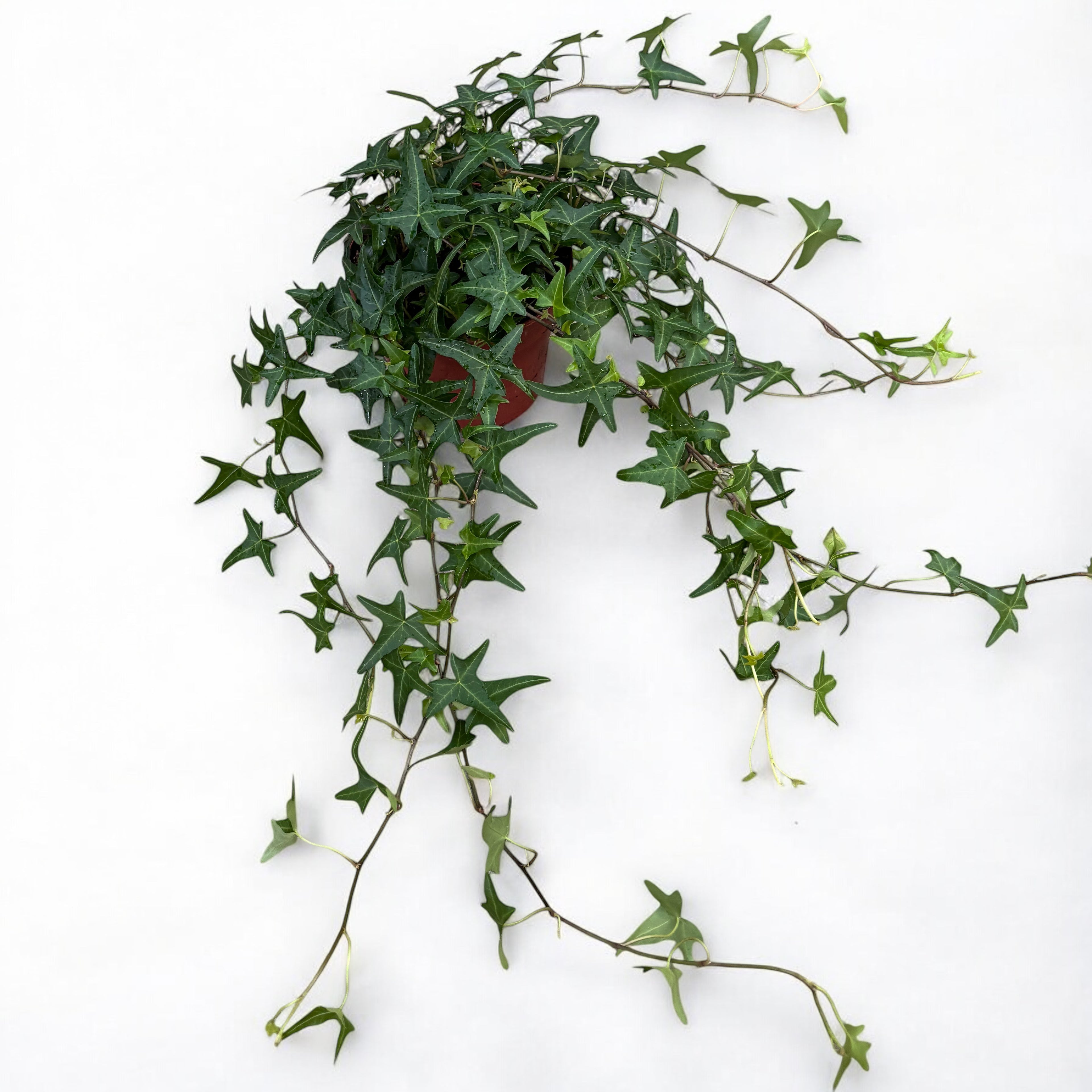 Hedera helix 'Très Coupé' - iedera cu frunze dantelate