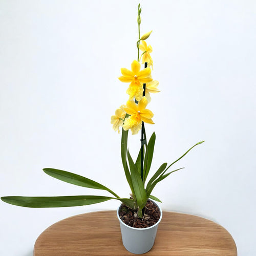Burrageara Nelly Isler 'Jaune' - fleurs intensément parfumées