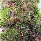 Platmos - flat moss (100 g)