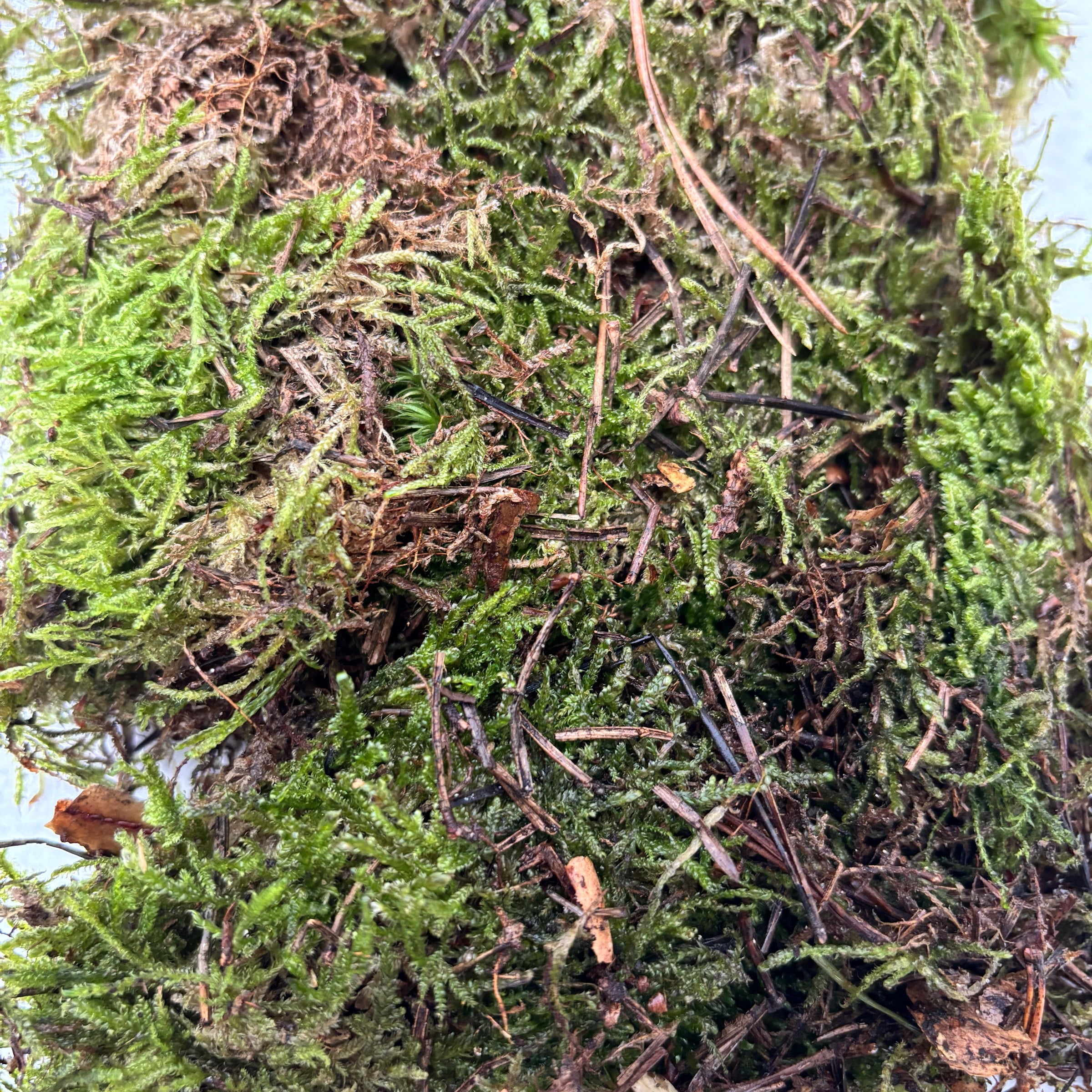 Platmos - muschi plat (100 g)