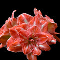 Hippeastrum ‘Sunshine Nymph’ – varietate dubla spectaculoasa, cu nuante calde de portocaliu - alb