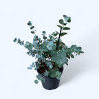 Eucalipt - Eucalyptus gunnii D16