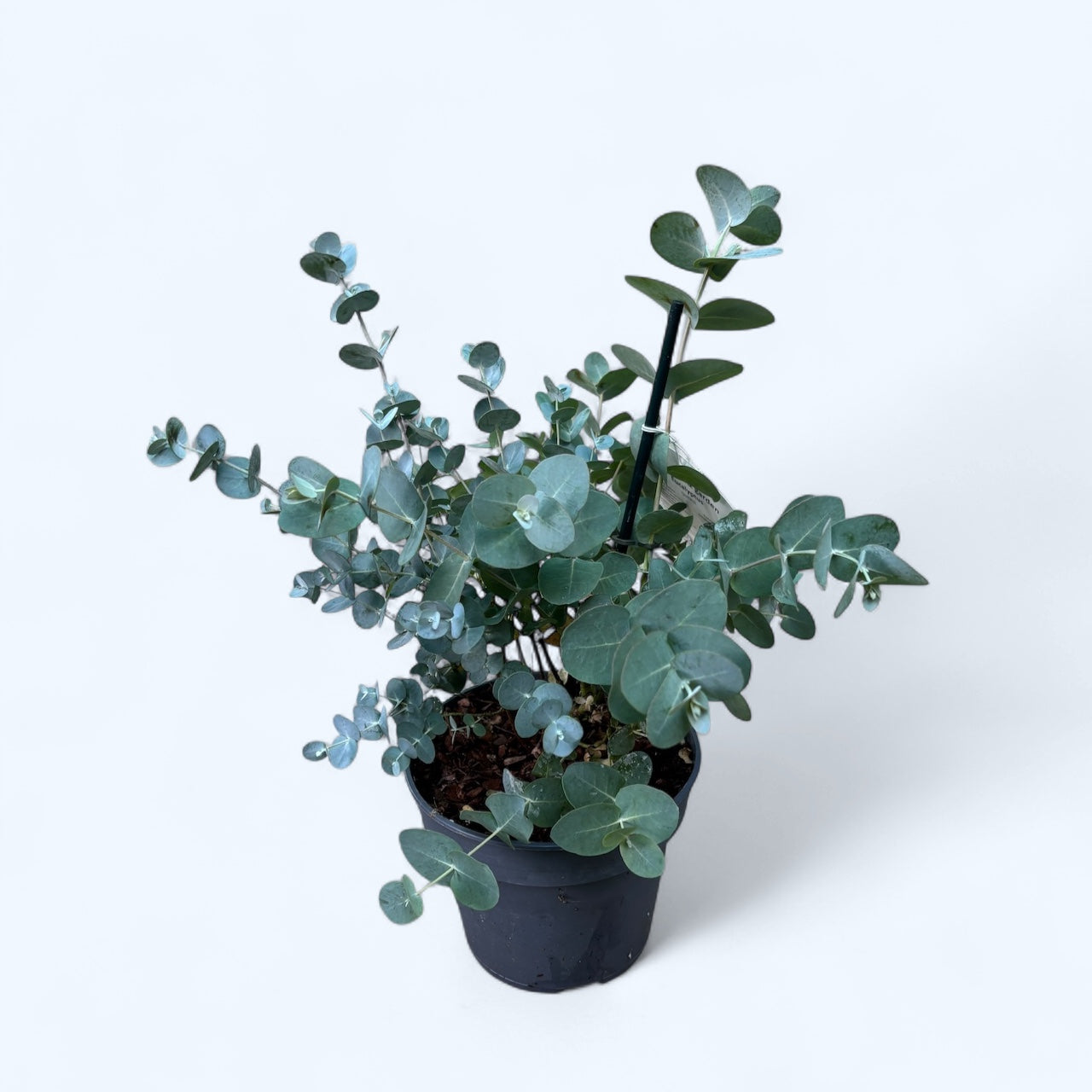 Eucalipt - Eucalyptus gunnii D16