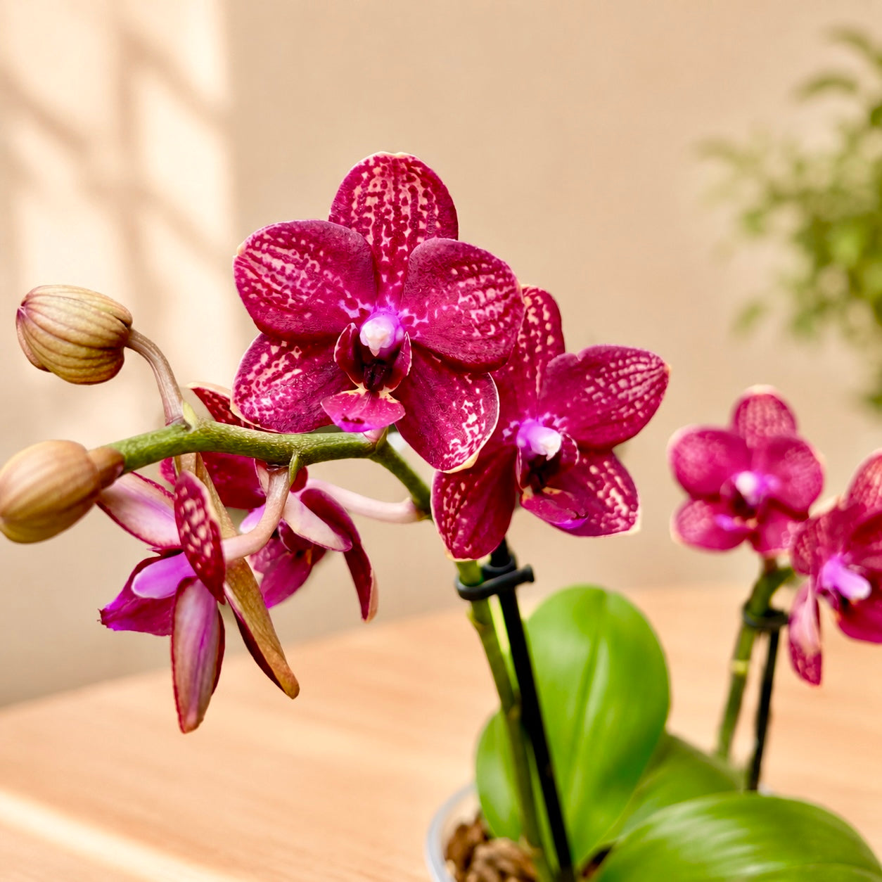 Phalaenopsis Reyoung Miley - illatos virágok