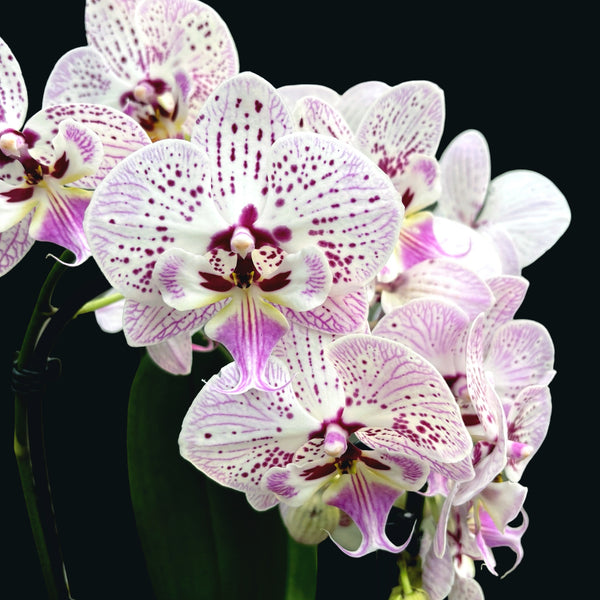 Phalaenopsis drückt große Lippe aus