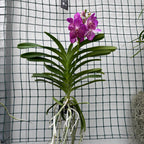 Vanda Pakchong Rose (Ansu)