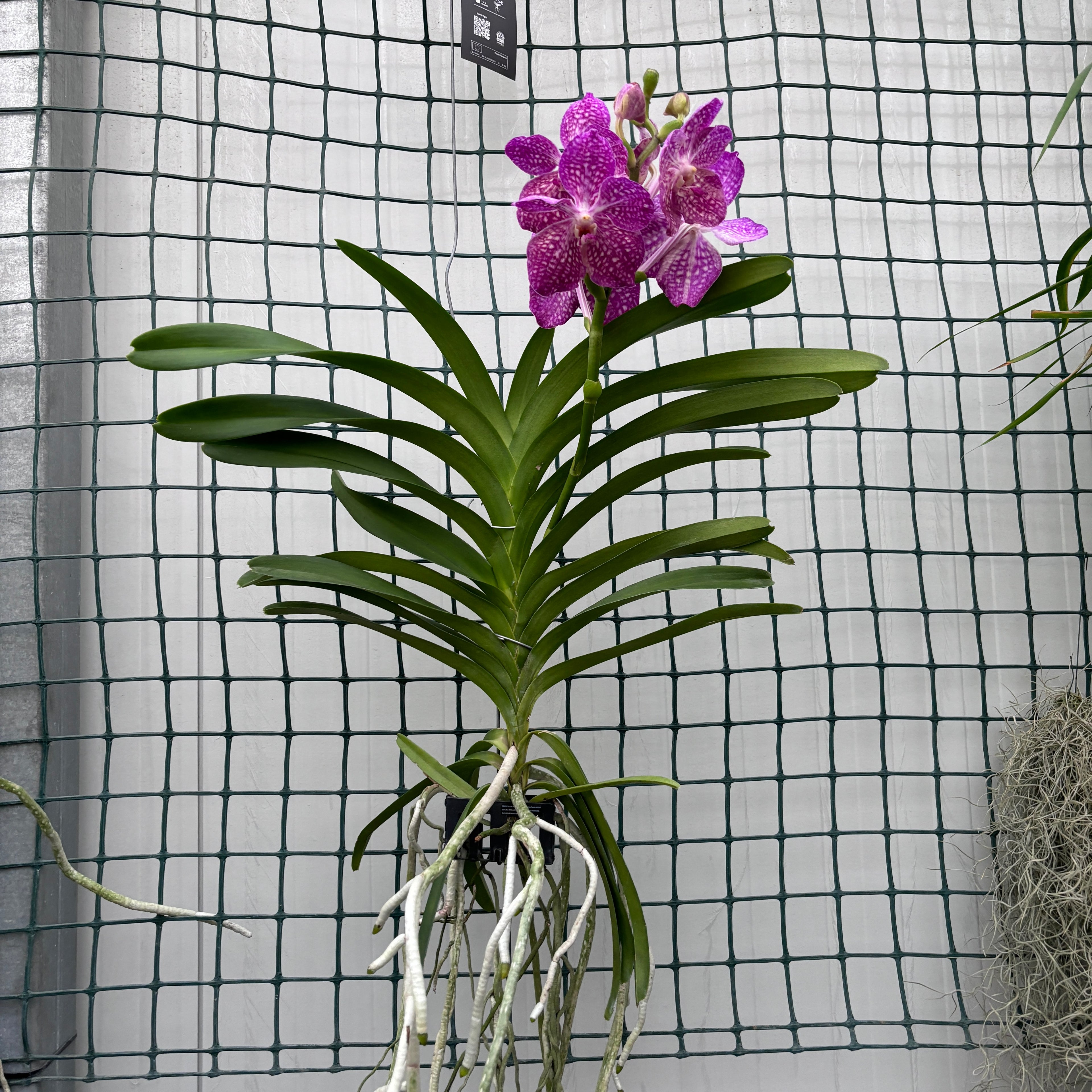 Vanda Pakchong Pink (Ansu)