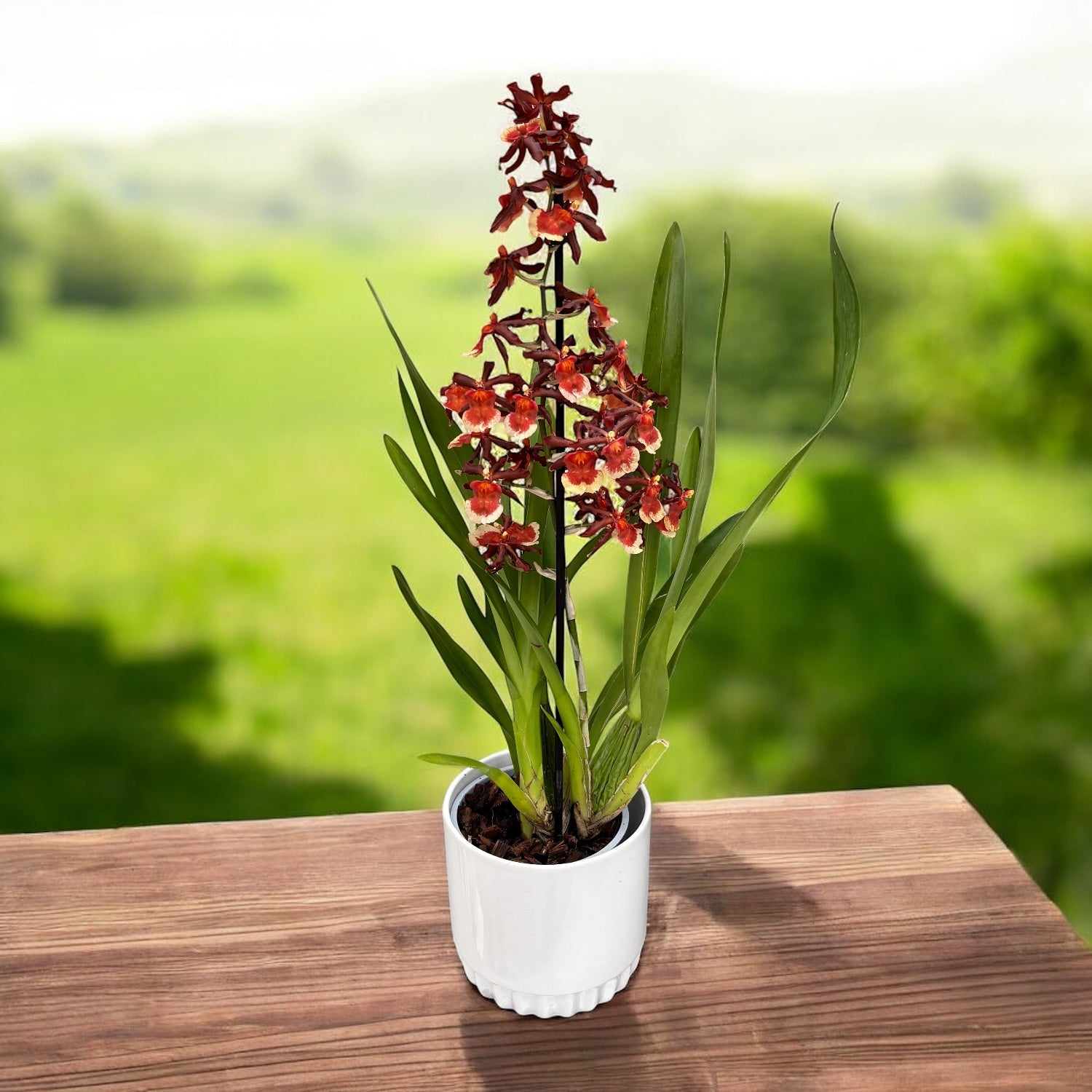 Colmanara Tamiya - duftend