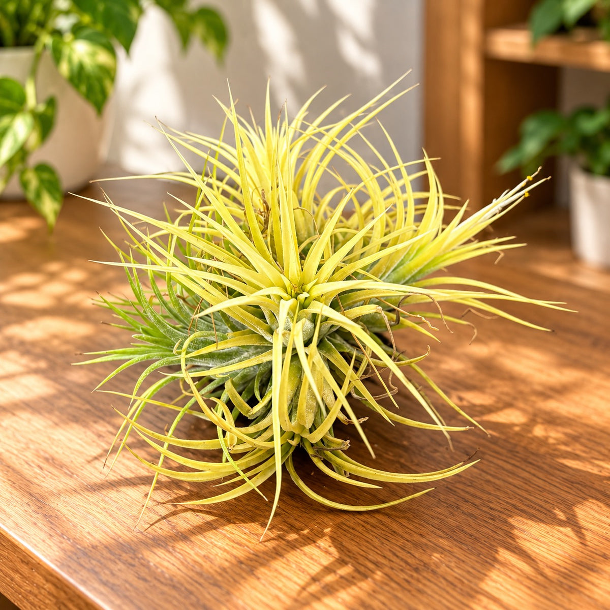 Tillandsia Ionantha Druid Büschel