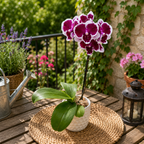 Phalaenopsis Miki Pink Panther *nagy ajak