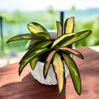 Hoya wayetii 'Variegata' D6 (2 plante/ghiveci)