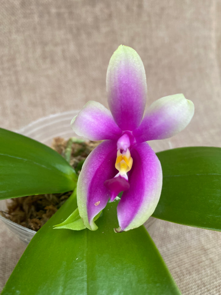 Phalaenopsis bellina 'Fire'