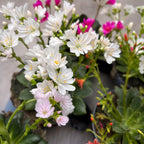 Lewisia 'Mountain Dreams' mix - rezistenta si deosebit de frumoasa