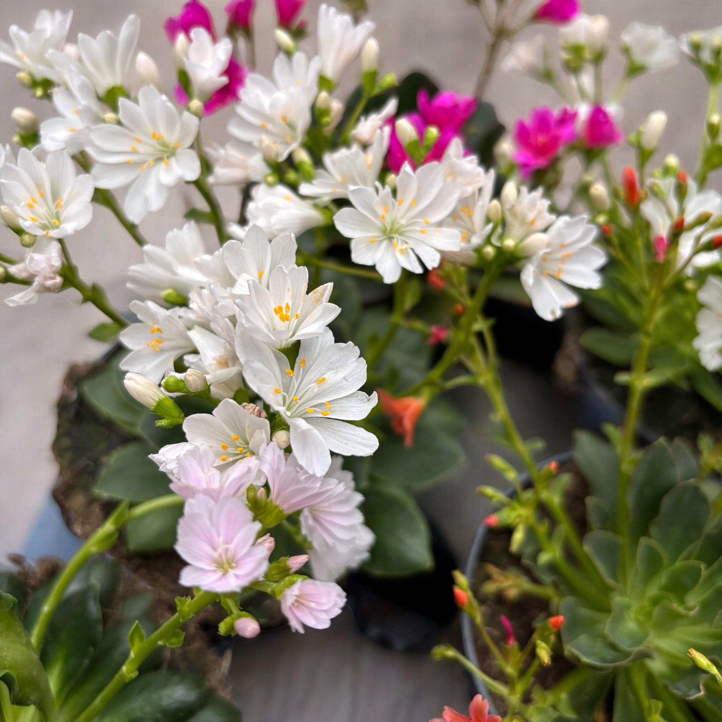 Lewisia 'Mountain Dreams' mix - rezistenta si deosebit de frumoasa