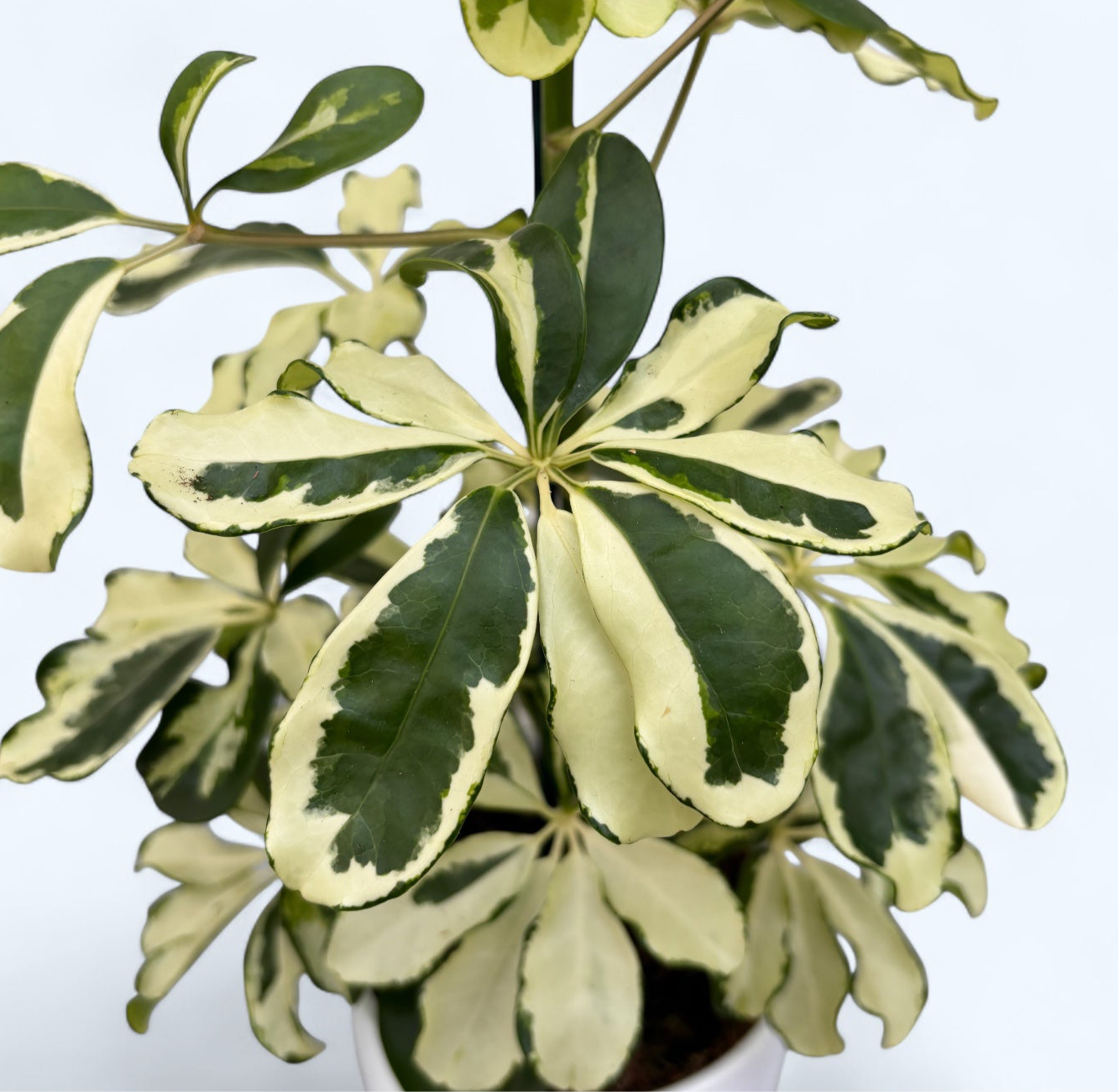 schefflera arboricola características Schefflera arboricola 'Charlotte' (Árbol paraguas) – Secret Garden Plant Shop