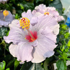 Hibiskus Long Life 'Cato Purple' (2 Pflanzen/Topf)