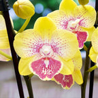 Phalaenopsis Long Pride Kris