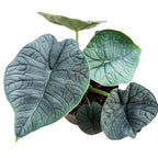 Alocasia Melo (Rugosa)